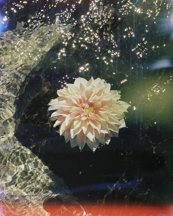 "Dahlia Sparkles" by Evan Margot Fischer